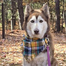 Luna - Siberian Husky