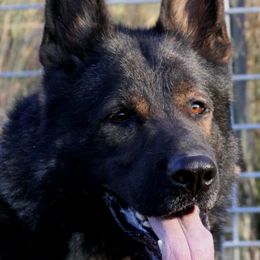 German Shepherds from Waldkonig K9