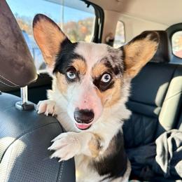 Lacey - Pembroke Welsh Corgi