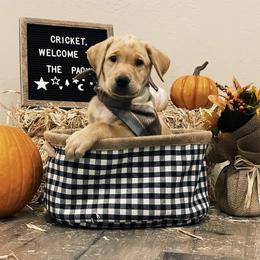 Labrador Retriever Puppies from Knotty Creek Labradors