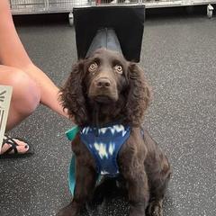 Boykin Spaniel Puppies from Bayhill Boykins