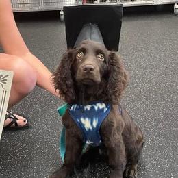 Boykin Spaniel Puppies from Bayhill Boykins