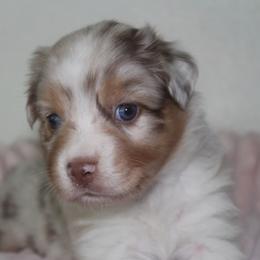 RosaBelle - Red merle female Australian Shepherd puppy in Granville, Ohio from River Trails Aussies
