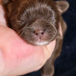 Eleanor - Chocolate female Shih Tzu puppy in Brighton, Missouri from Morningstar's Shih Tzu