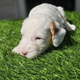 Isla - Parti female Goldendoodle puppy in Austin, Texas from Doodles Fur Days