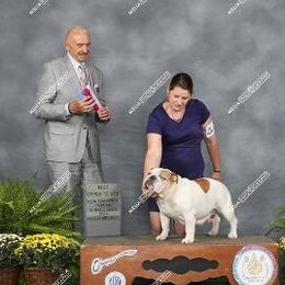 LAYLA - Bulldog