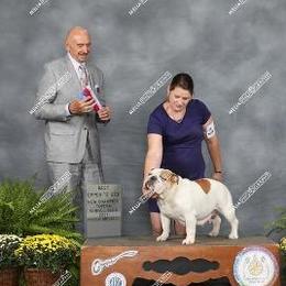 LAYLA - Bulldog