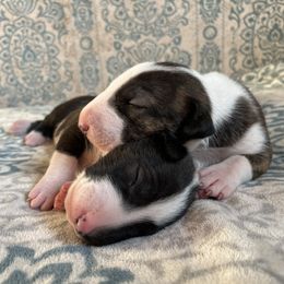 Bull Terrier Puppies from Mark My Words Bull Terriers