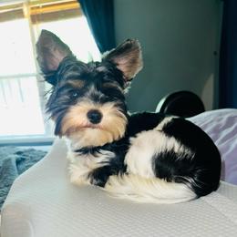 JGK's Soprano - Black tan and white male Biewer Terrier puppy in Stockbridge, Georgia from Jenn’s Georgia Morkies and Biewer Terriers