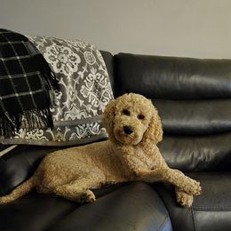 Goldendoodle puppies from Channys Doodles
