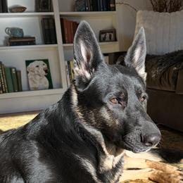 Noli - German Shepherd