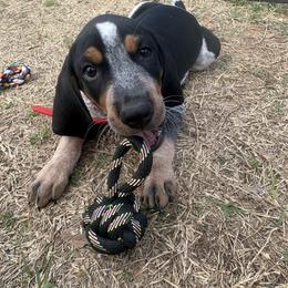 Ruger - Blue ticked and tan male Bluetick Coonhound puppy in Mount Pleasant, Texas from Harmons Hounds