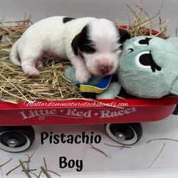 Pistachio - Piebald male Dachshund puppy in Montevallo, Alabama from Mallard's Miniature Dachshunds