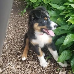 Australian Shepherds from Tammy's Australian Puppy's Northern Illinois