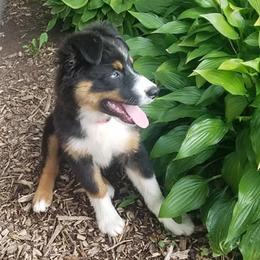Australian Shepherds from Tammy's Australian Puppy's Northern Illinois
