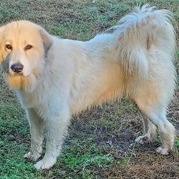 Susie Livestock Guardian Dog - White and badger female Great Pyrenees puppy in Nicholson, Georgia from Pony Trail Farm