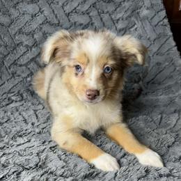 Girl 3 - Red merle female Miniature Australian Shepherd puppy in Hokes Bluff, Alabama from Alegria Toy Aussies