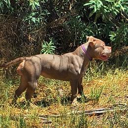 Ursa - American Bully