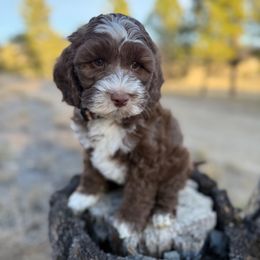 Hershey - Chocolate male Australian Labradoodle puppy in Helena, Montana from Labradoodles of Montana