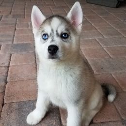 Siberian Huskies from Bradley's Huskies