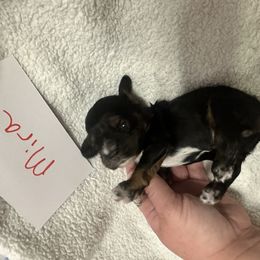 Mira - Black white and tan female Cocker Spaniel puppy in Hickory, North Carolina from Home Grown Cocker Spaniels
