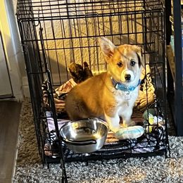 Pembroke Welsh Corgi Puppies from Osorio’s Corgis