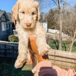Cockapoo and Goldendoodle Puppies from My Forever Best Friend