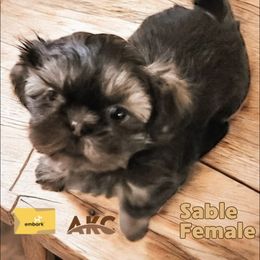 Rebel - Sable female Shih Tzu puppy in Jacksonville, Florida from Shih Tzus of Jacksonville