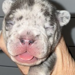 Francisca - Tricolors female French Bulldog puppy in York, South Carolina from Furevermore Boxers and Furevermore Frenchies