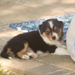 London - Black tri-color female Australian Shepherd puppy in Pattison, Texas from Legacy Water Australian Shepherds