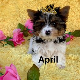 April - Black tan and white female Biewer Terrier puppy in Little Elm, Texas from Lilly's Biewer Terriers