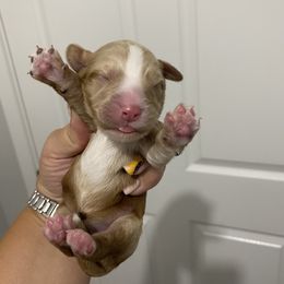 Cavapoo, Maltipoo, and Poodle Puppies from My Sweet Poodles and Doodles