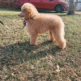 Wright - Apricot male Poodle puppy in Cypress Inn, Tennessee from Nine Pines Poodles