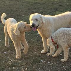 Komondorok and Poodles from Christmas family standard poodles
