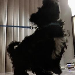 King Ferdinando (Ferdie) OF A ROYAL HAVANESE COURT - Black and white male Havanese puppy in North Richland Hills, Texas from A Royal Havanese Court