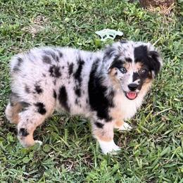 Miniature Australian Shepherds from JSK Aussie