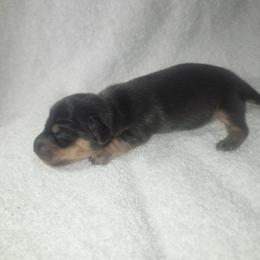 Powder - Chocolate and tan male Dachshund puppy in Delano, Tennessee from Walker Ranch Danes & Dachshunds