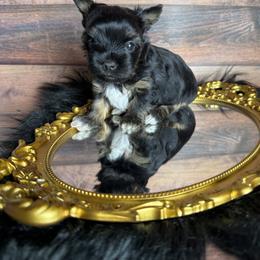 Vincent - Black and tan male Yorkshire Terrier puppy in Tulsa, Oklahoma from Conns Cuddly Canines