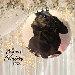 DYNAmite - Black female Dachshund puppy in Ravenna, Ohio from Valhallah Farms