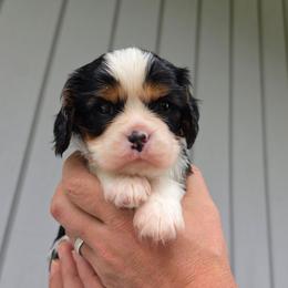 AKC Louis - Tri-color male Cavalier King Charles Spaniel puppy in Bonney Lake, Washington from House of Happy Cavaliers
