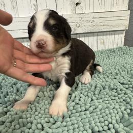 Brown Collar Boy 2750 - Brown and white male Bernedoodle puppy in Alvin, Texas from JP Southern Doodles