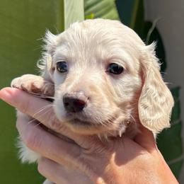 Baby Max red collar cream - Cream male Dachshund puppy in El Cajon, California from Lisa Buxton