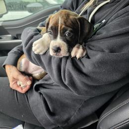 Boxer Puppies from Fleming Pups