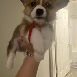 Pembroke Welsh Corgi Puppies from Starrs Soda Factory