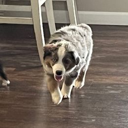 Augustus Maywho (Mayor) - Blue merle Toy Australian Shepherd puppy in Dayton, Tennessee from Willow Ridge Mini and Toy Aussies