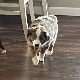 Augustus Maywho (Mayor) - Blue merle Toy Australian Shepherd puppy in Dayton, Tennessee from Willow Ridge Mini and Toy Aussies