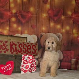 Red boy - Caramel cream male Labradoodle puppy in El Paso, Texas from My Cuddly Doodles