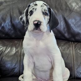 Speckles - Harlequin male Great Dane puppy in Castle Rock, Washington from Uber Alles Great Danes