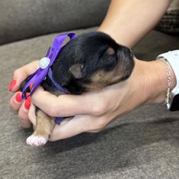 Purple Collar Girl - Blue and gold female Yorkshire Terrier puppy in Dewy Rose, Georgia from Dewy Rose Yorkies