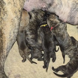 Doberman Pinscher and Great Dane Puppies from Draggin Dobermans & Great Danes